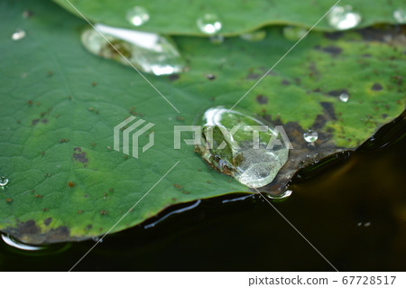 Aquatic Botanical Garden Mizunomori 67728517