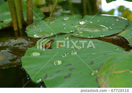Aquatic Botanical Garden Mizunomori Aquatic Botanical Garden Mizunomori 67728518