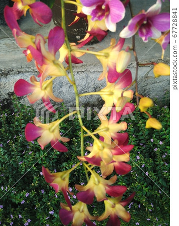 orchid flower 67728841