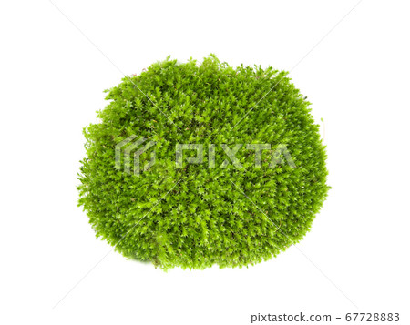 Green moss on white background.. 67728883