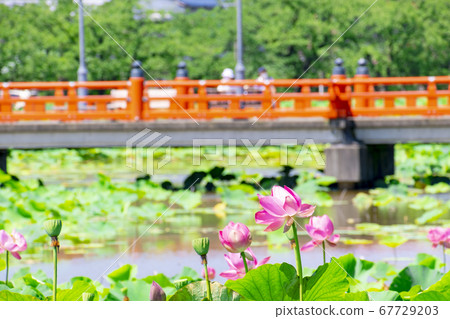 高田城堡遺址公園的蓮花 67729203