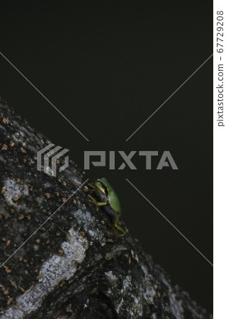 Tree frog climbing a tree Tree frog climbing a tree 67729208