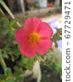 flower 67729471