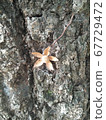 flower 67729472