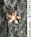 flower 67729473