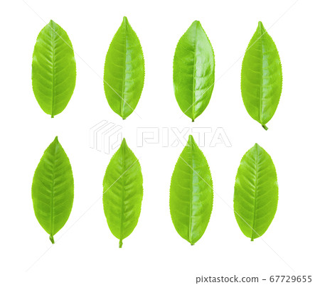 Green tea leaf on white background Green tea leaf on white background 67729655