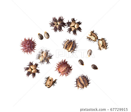 Castor oil seeds on white background. top view Castor oil seeds on white background. top view 67729915