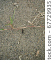 ant 67729935