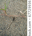 ant 67729936