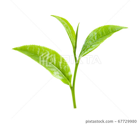 green tea leaf on white background green tea leaf on white background 67729980