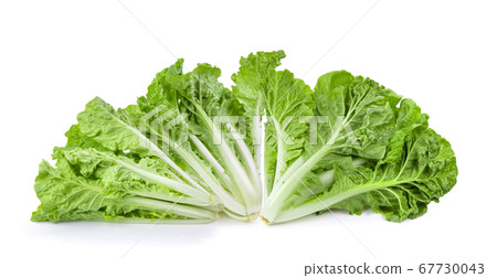 fresh lettuce leaves isolated on white background fresh lettuce leaves isolated on white background 67730043