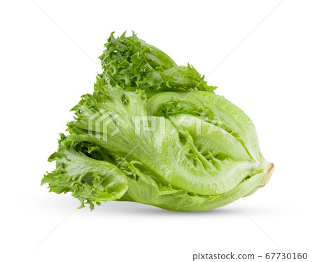 green frillies iceberg lettuce on white background green frillies iceberg lettuce on white background 67730160