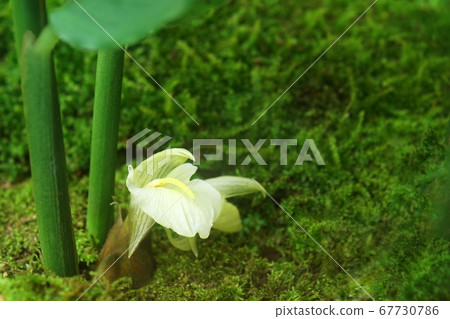 Light yellow flower of Myoga Light yellow flower of Myoga 67730786