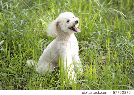 白色玩具貴賓犬笑著舌頭在草地上 白色玩具貴賓犬笑著舌頭在草地上 67730873