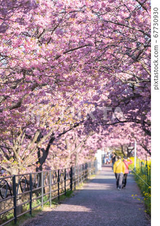 河津櫻：在河津櫻節 67730930