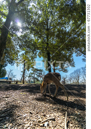 Nara Park deer eating 67731302