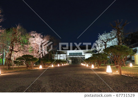 Nijo Castle Night Sakura Kyoto 67731529