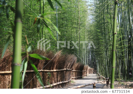 Bamboo forest arashiyama kyoto 67731534