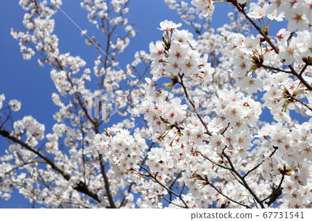櫻花 日本 67731541