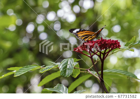 Close up monarch butterfly flying on red flower on Close up monarch butterfly flying on red flower on 67731582