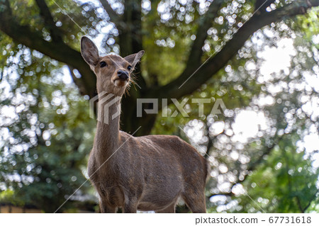 Nara Park Deer Forest Animal Nara Park Deer Forest Animal 67731618