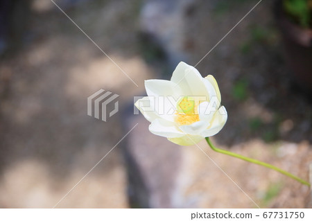 Lotus flower 67731750
