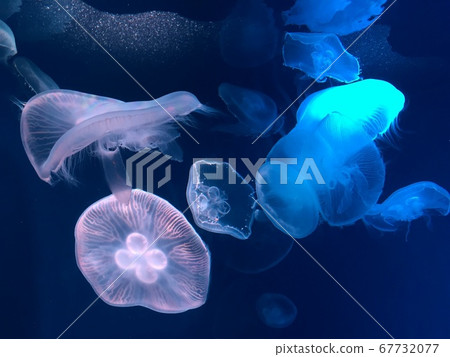 Jellyfish swaying brightly Jellyfish swaying brightly 67732077