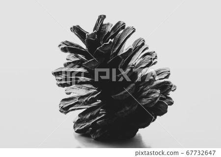 Pinecone Pinecone 67732647