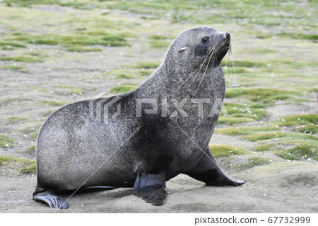 Antarctic fur seal (South Georgia) 67732999