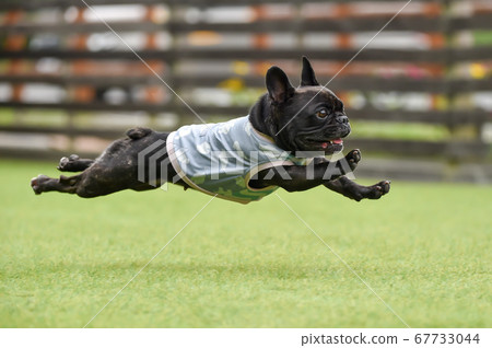French bulldog playing in dog run 67733044