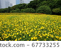 Cosmos field Hamarikyu July 67733255