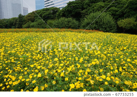 Cosmos field Hamarikyu July Cosmos field Hamarikyu July 67733255