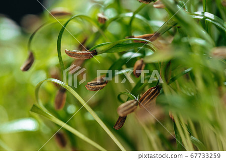 Young green sprouts of micro green close up Young green sprouts of micro green close up 67733259