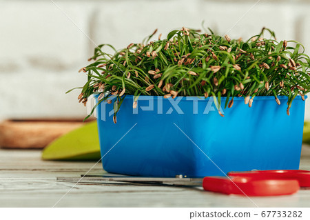 Potted micro green on wooden table close up Potted micro green on wooden table close up 67733282