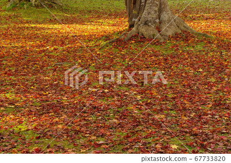 Carpet of fallen leaves 67733820