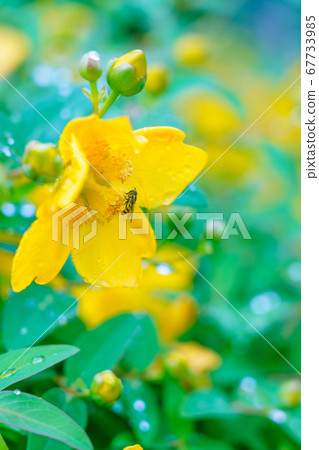 A bee collecting pollen on a golden leafhopper after the rain 67733985