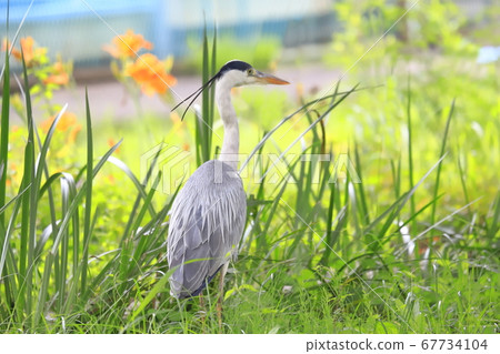 蒼鷺尋找橙色的花朵和食物 67734104
