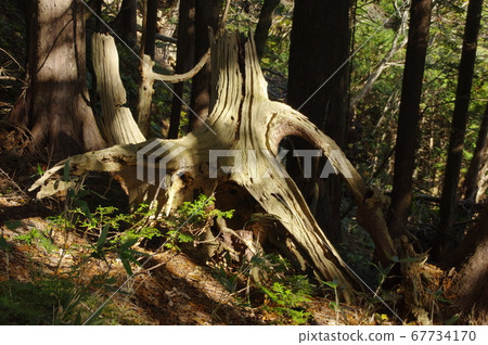 Decayed still 67734170