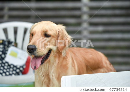 金毛玩狗跑 67734214