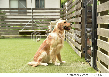 金毛尋回犬在等待他的主人 67734255