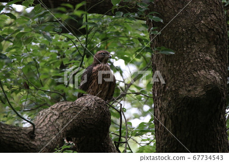 Young bird of Otaka 67734543