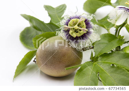 Passion fruit flowers and fruits 67734565