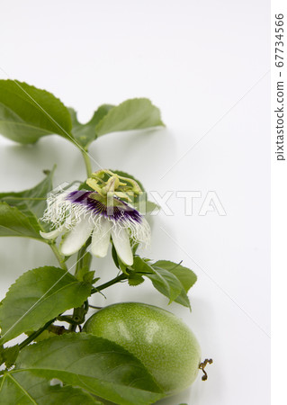 Passion fruit flowers and fruits 67734566