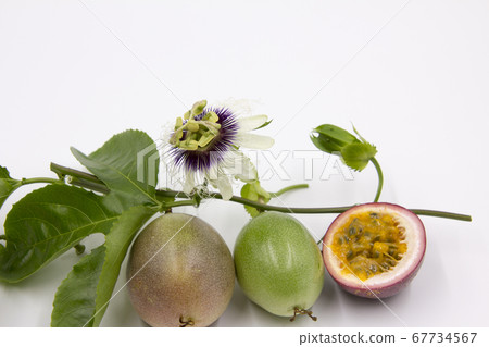 Passion fruit flowers and fruits 67734567