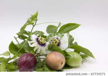 百香果花和水果 67734571