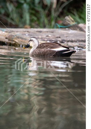Duck, water surface and grass Duck, water surface and grass 67735157