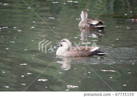 Duck, water surface and grass Duck, water surface and grass 67735159