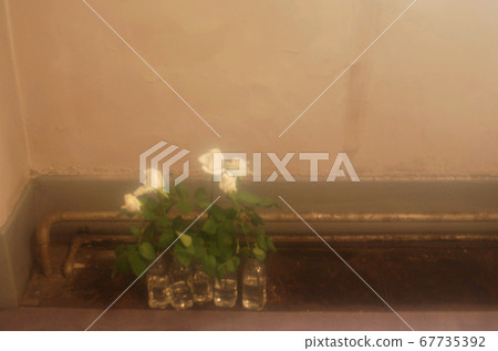 White roses in a vase of a dirty old building White roses in a vase of a dirty old building 67735392