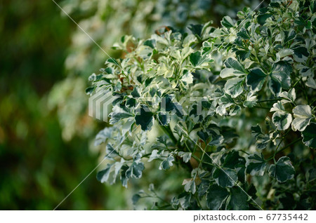 Polyscias Guilfoylei of Perennial plant with green 67735442
