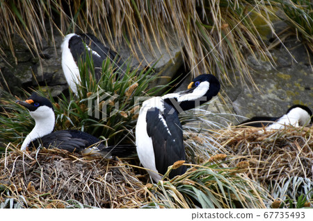 Antarctic cormorant (South Georgia) Antarctic cormorant (South Georgia) 67735493